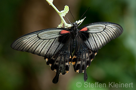 275 Gelbrand-Schwalbenschwanz - Papilio lowii